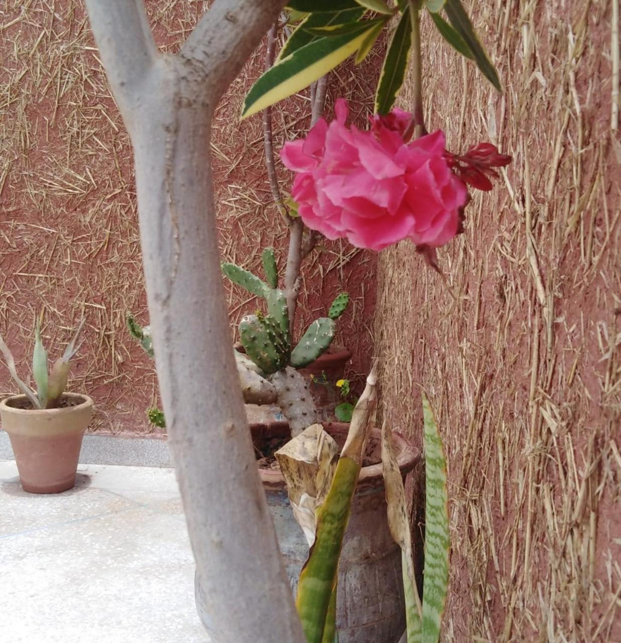 Mirleft Tayought Guest House Exterior foto